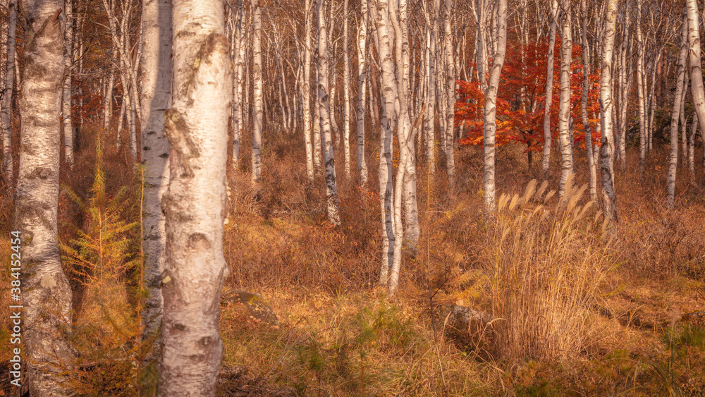 Fototapeta premium 長野県 白樺群生地 紅葉