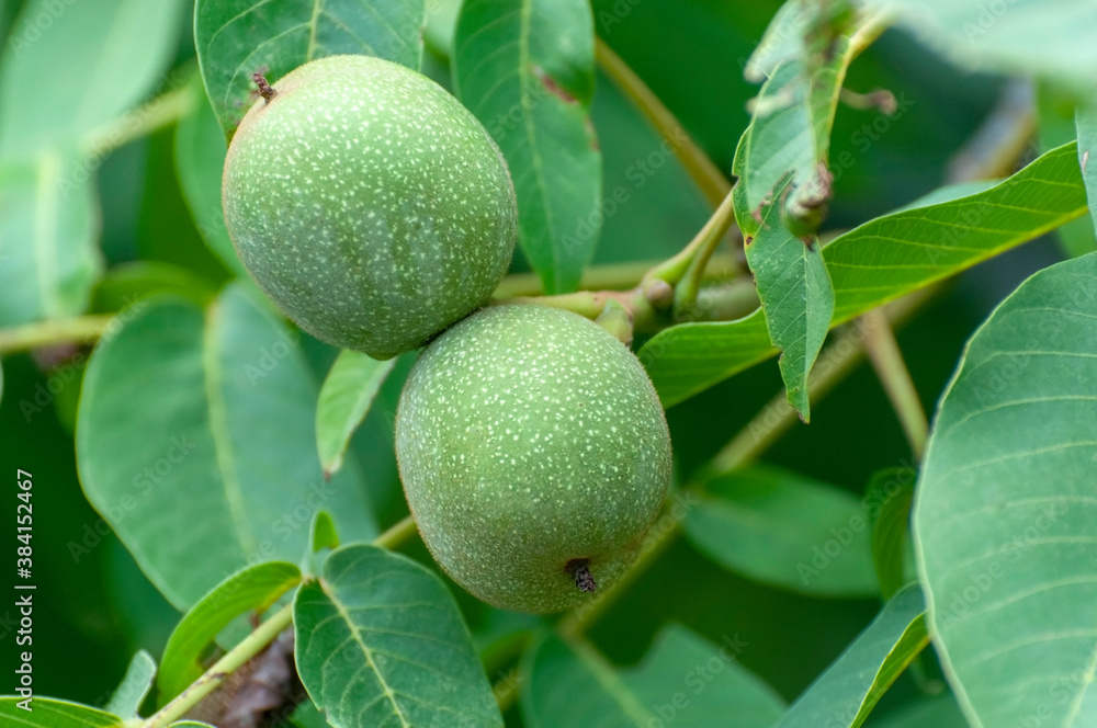 Walnuts on tree