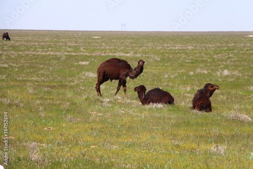 camel