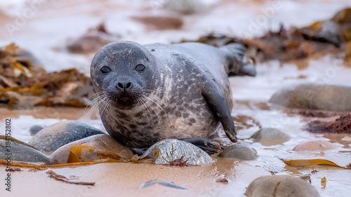 Common seal pup (harbour seal) lying comfortably on a rocky beach by the shore