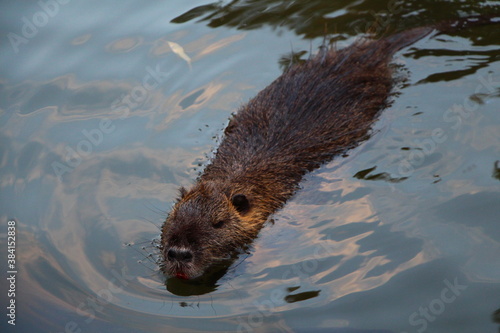 otter in the water