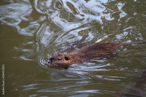 a river otter