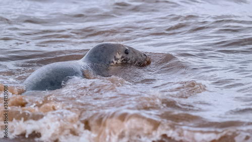 Grey seal heading to sea from the shore