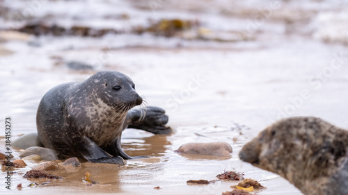 Common seal pup on the shore looking at its mother
