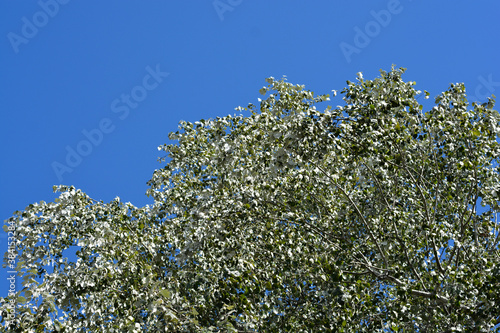 White poplar