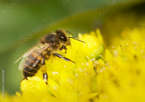 European honey bee (Apis mellifera) gathering pollen, Honey Bee harvesting pollen from yellow Blossom, honeybee, honey bee. Malta flora. malta nature. Malta insects © renatados