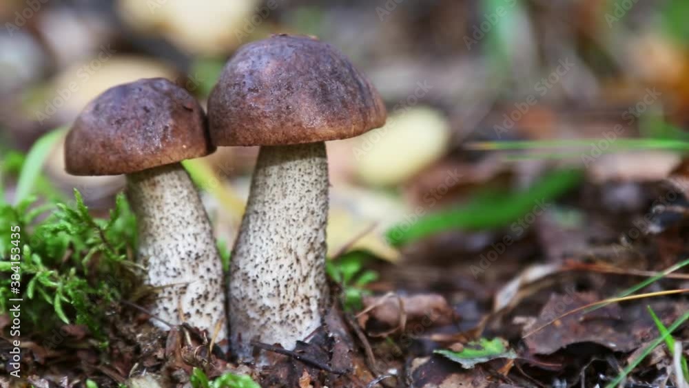 the birch mushroom grows in the forest among the grass the birch mushroom grows in the forest among the grass