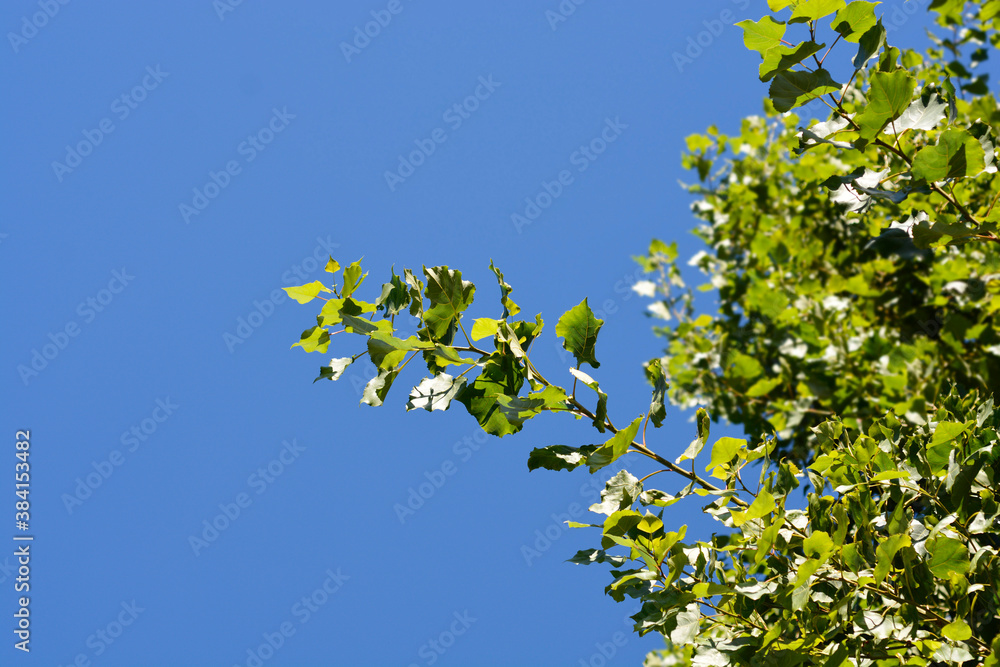 Lombardy poplar Lombardy poplar
