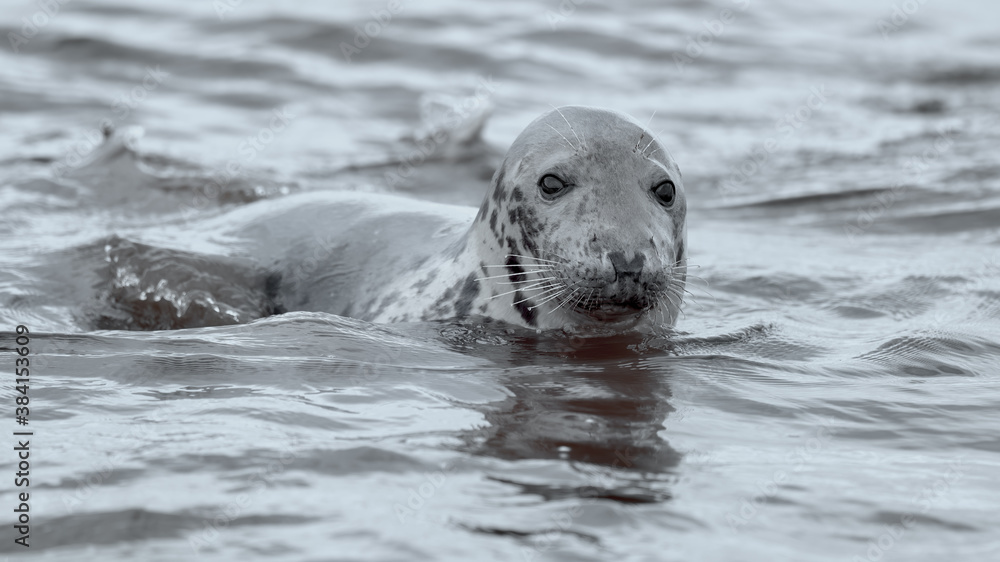 Naklejka premium Grey seal in shallow water coming ashore from the ocean