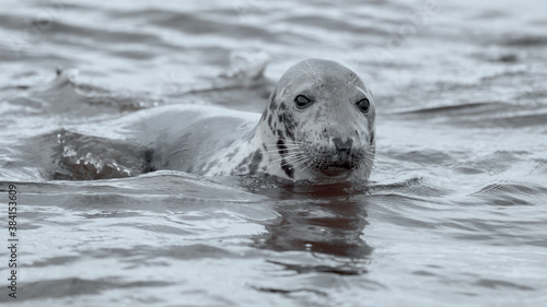 Grey seal in shallow water coming ashore from the ocean