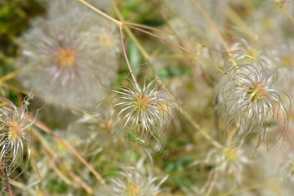 Clematis ispahanica