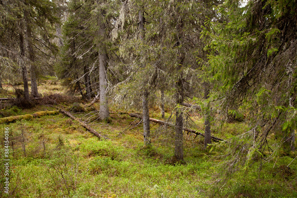 An old-growth taiga forest on Valtavaara fell during summer months in Northern Finland. An old-growth taiga forest on Valtavaara fell during summer months in Northern Finland.