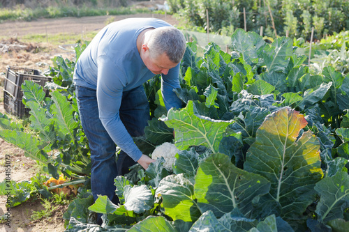 Man professional horticulturist picking harvest of cauliflower in garden