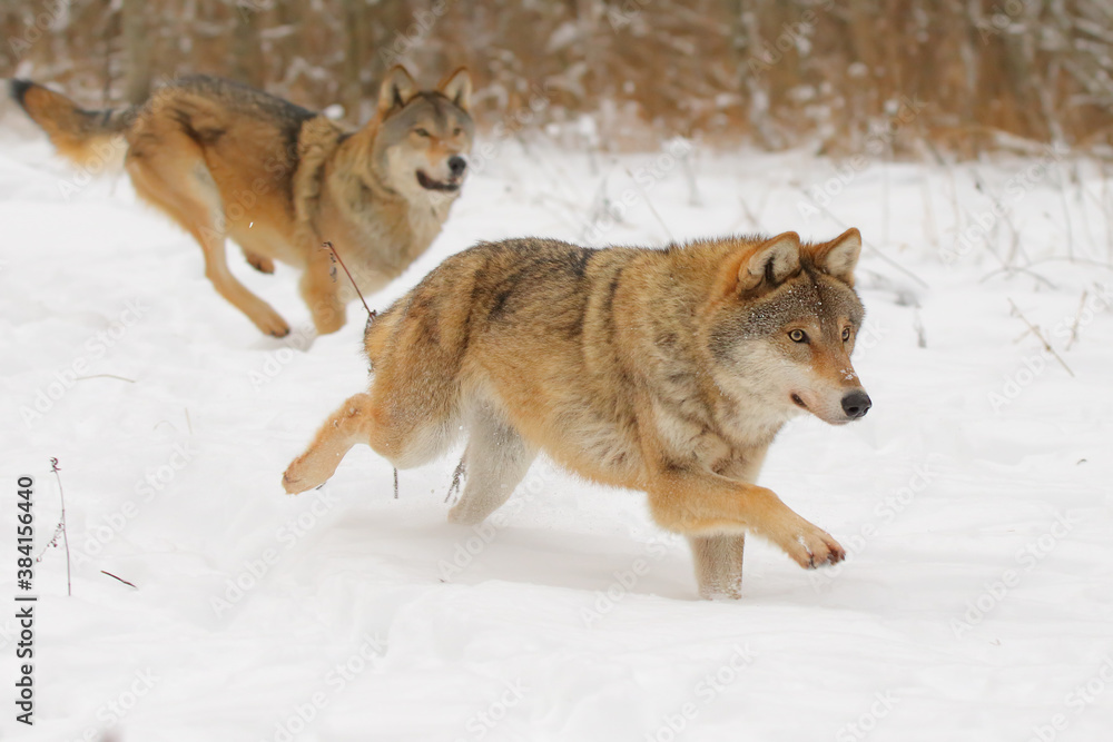 Wolf. Wild animal on snow in winter forest. Canis lupus Wolf. Wild animal on snow in winter forest. Canis lupus