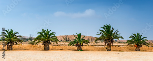 Row of of date palms. Image depicts rapidly developing agriculture industry in desert areas of the Middle East