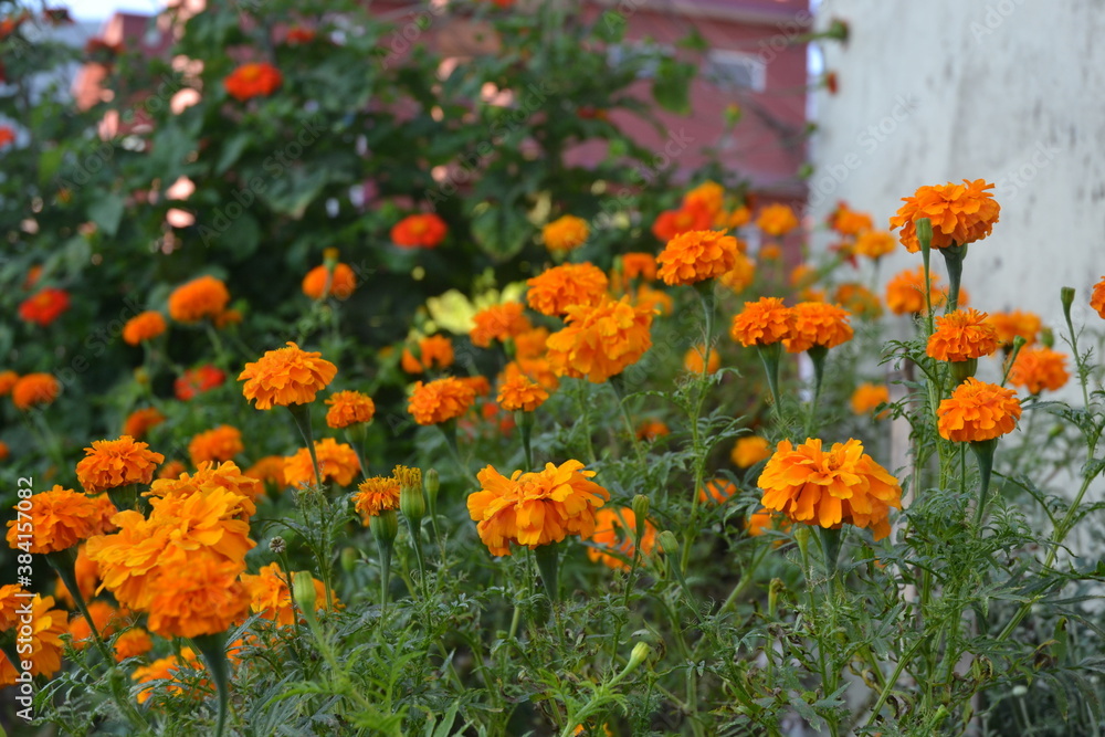 marigold flowers in the garden. marigold flowers in the garden.