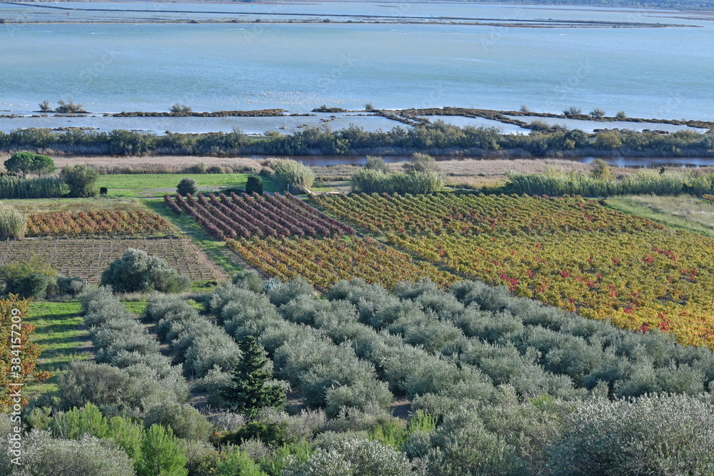 Vignes et oliviers au bord de l'étang de La Palme, Aude, Languedoc, Occitanie.
