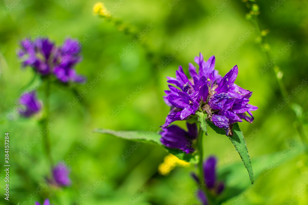 Obraz premium Purple lush flowers, field plant growing among light green grass in Siberian meadow. Summer forest nature. Close-up