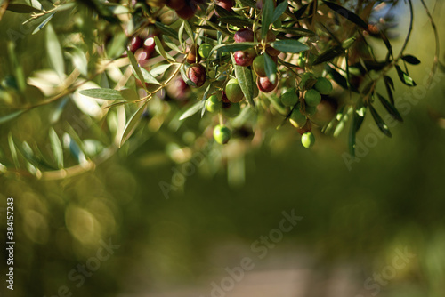 Olive fruits on a branch.Young olive fruits. Fruits grown on the olive tree