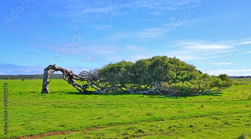 View of a Leaning Tree river red gum (eucalyptus camaldulensis) in Greenough, Western Australia photo