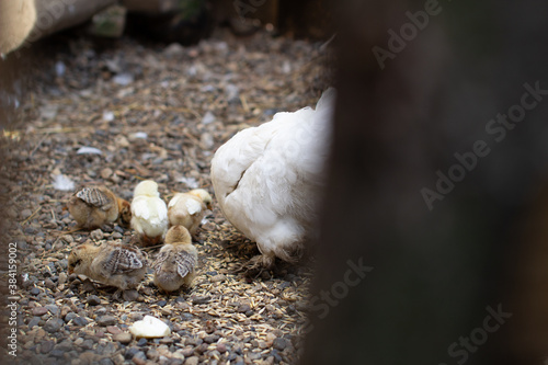 Small chickens and a chicken in a wooden pen. Breeding chickens.