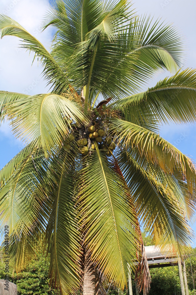 Fototapeta premium palm tree coconut brazilian beach paradise 