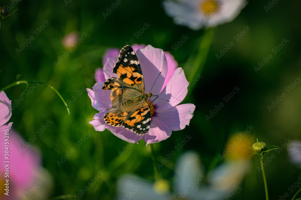 Closeup Monarch Butterfly feeding on flower. Closeup Monarch Butterfly feeding on flower.