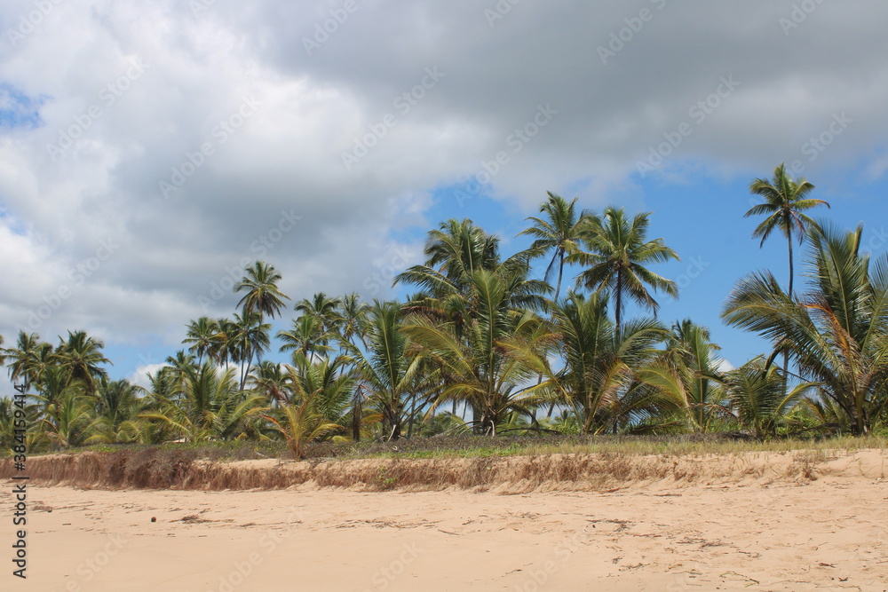 palm tree coconut brazilian beach paradise palm tree coconut brazilian beach paradise
