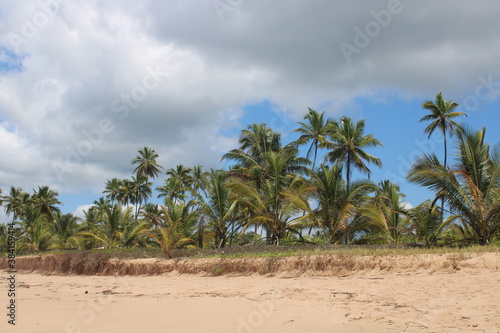 palm tree coconut brazilian beach paradise  © MAURICE
