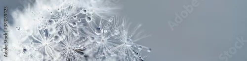 Panel kuchenny z motywem Beautiful dew drops on dandelion seed macro. soft blue background. Water drops on parachutes dandelion. Copy space. soft focus on water droplets. circular shape, banner ready