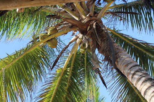 palm tree coconut brazilian beach paradise 