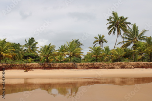 palm tree coconut brazilian beach paradise 