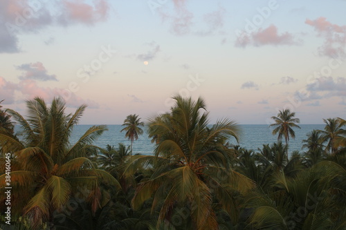 palm tree coconut brazilian beach paradise 