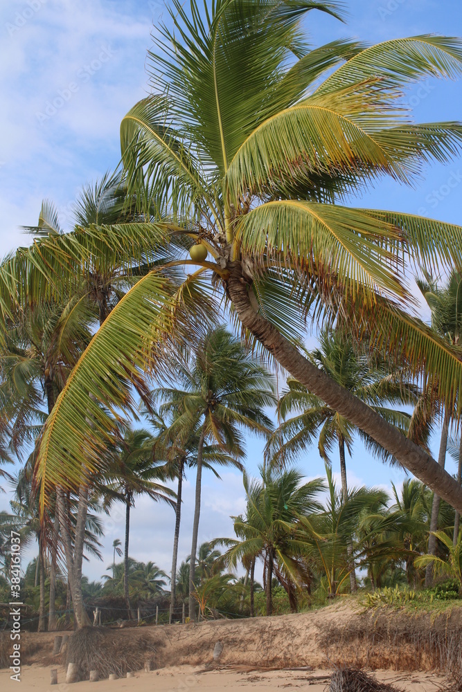 Fototapeta premium palm tree coconut brazilian beach paradise 