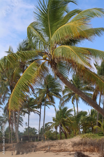 Wallpaper Mural palm tree coconut brazilian beach paradise  Torontodigital.ca