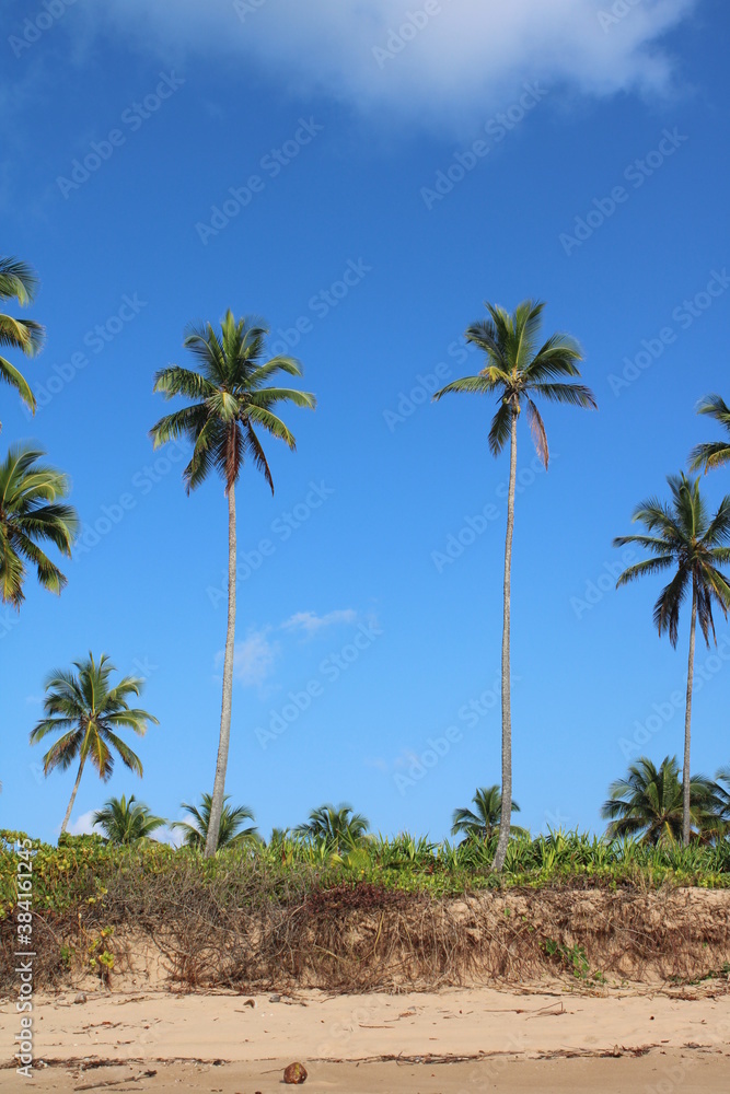 palm tree coconut brazilian beach paradise 