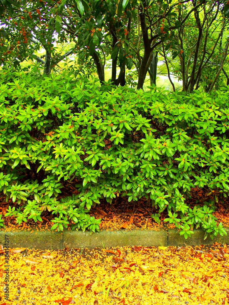 Fototapeta premium 金木犀の花びら散る雨の公園風景