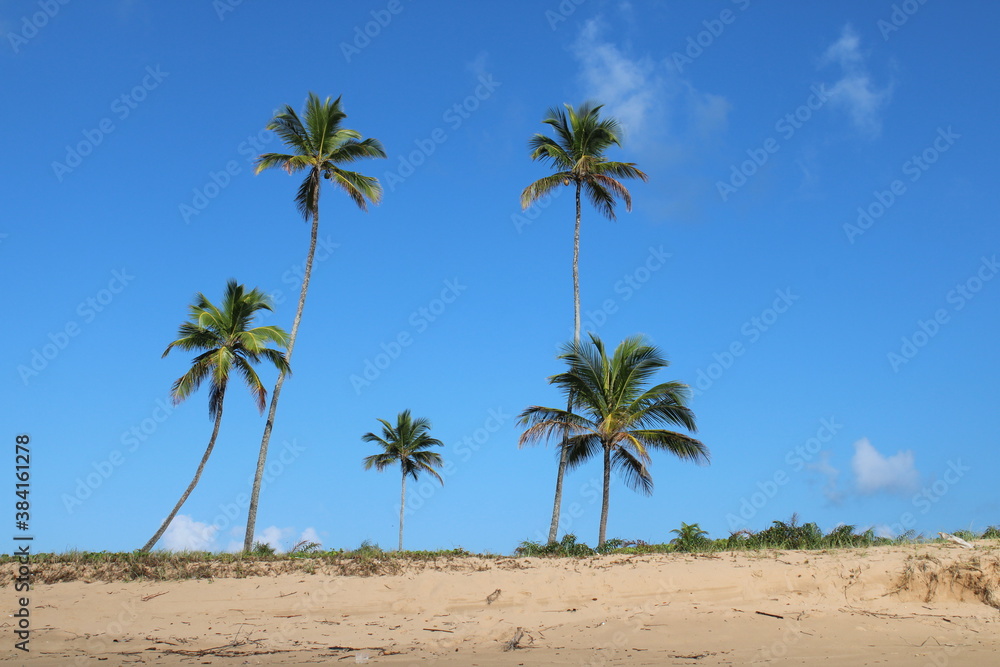 palm tree coconut brazilian beach paradise palm tree coconut brazilian beach paradise