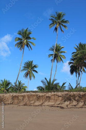 Wallpaper Mural palm tree coconut brazilian beach paradise  Torontodigital.ca