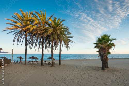 Landscape Photograph of Pine Trees on the Beach