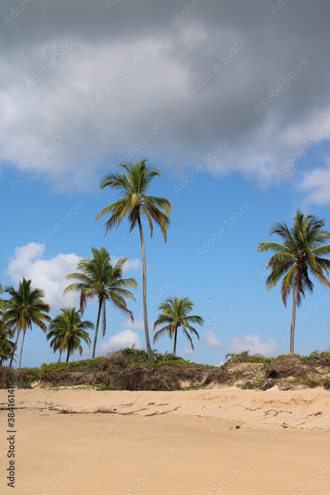 palm tree coconut brazilian beach paradise 