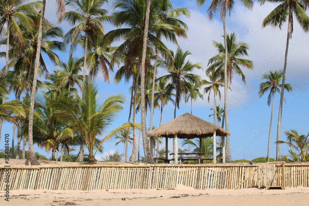 Fototapeta premium palm tree coconut brazilian beach paradise 