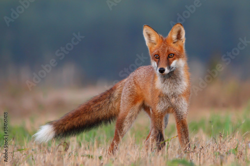 Red fox. Wild animal. Vulpes vulpes