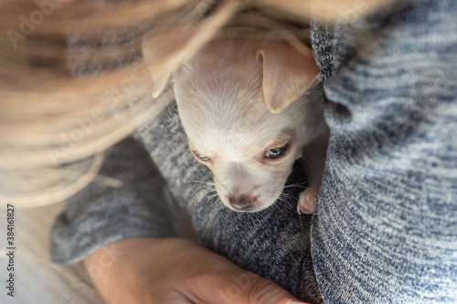 Woman hands hold cute white puppy. Chihuahua dog indoor .