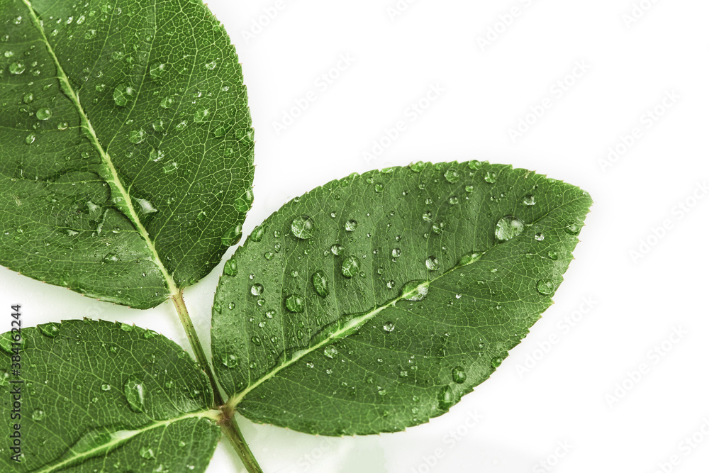 green leaves roses in drops of dew on a white background. top view, minimalistic composition, copy space