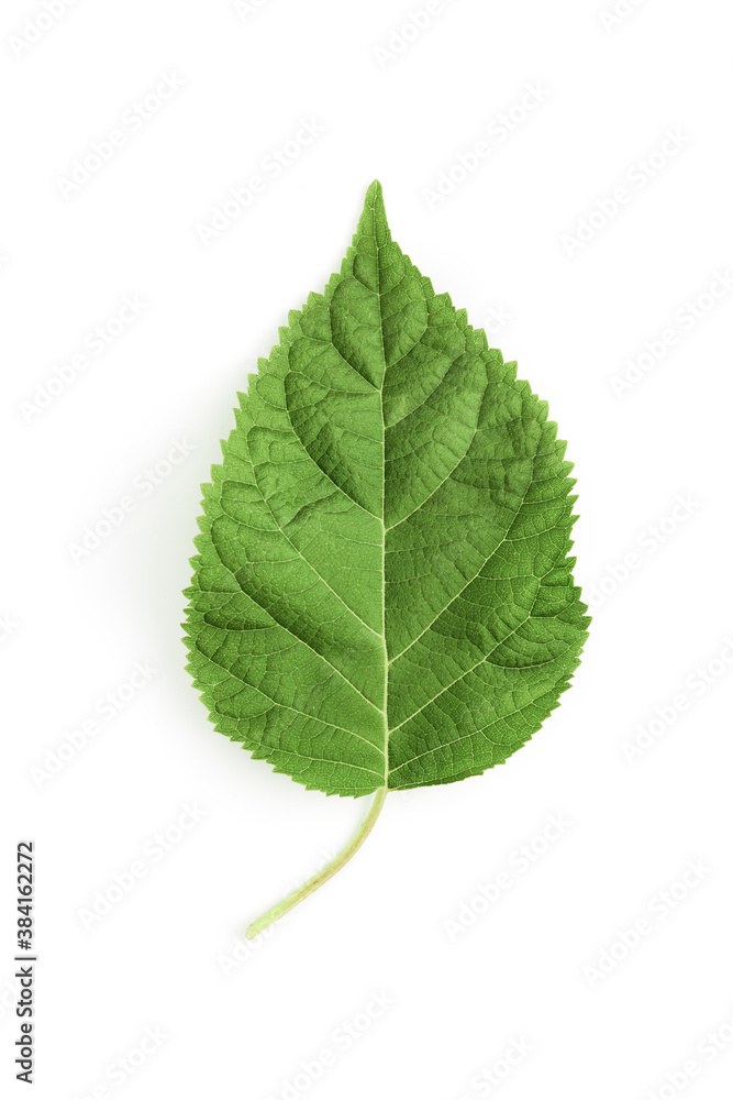 green hydrangea leaf isolated on white background. flat lay, top view green hydrangea leaf isolated on white background. flat lay, top view