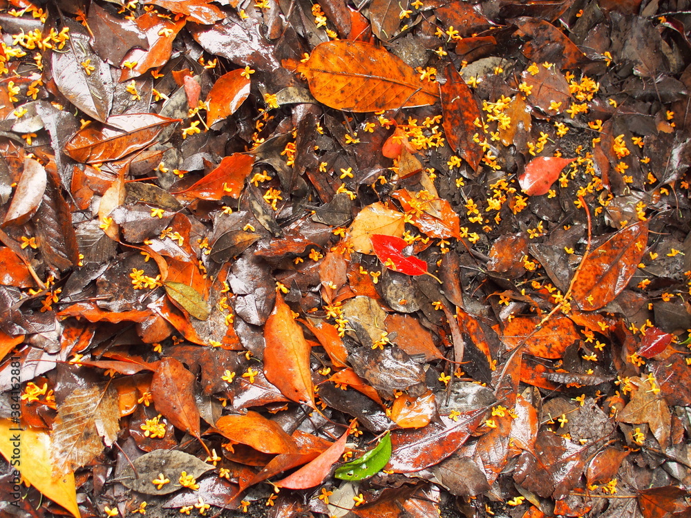 秋の雨の公園に散る金木犀の花びらと枯れ葉