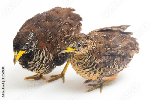 A pair of barred buttonquail or common bustard-quail (Turnix suscitator) isolated on white background
 photo