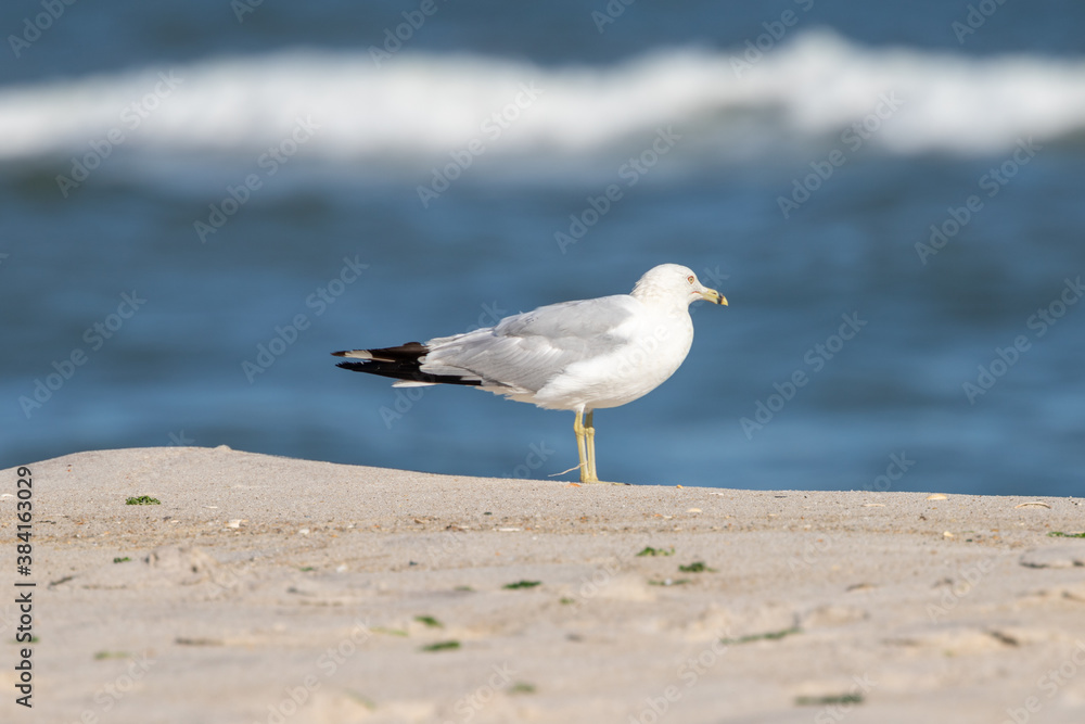 West Gilgo Beach Birds West Gilgo Beach Birds