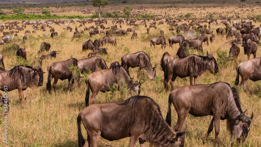 Panorama of Wildebeest and Zebra grazing in Africa. A huge herd against the background of the pre-storm sky. A scene from the wild life of animals in the African savanna Panorama of Wildebeest and Zebra grazing in Africa. A huge herd against the background of the pre-storm sky. A scene from the wild life of animals in the African savanna